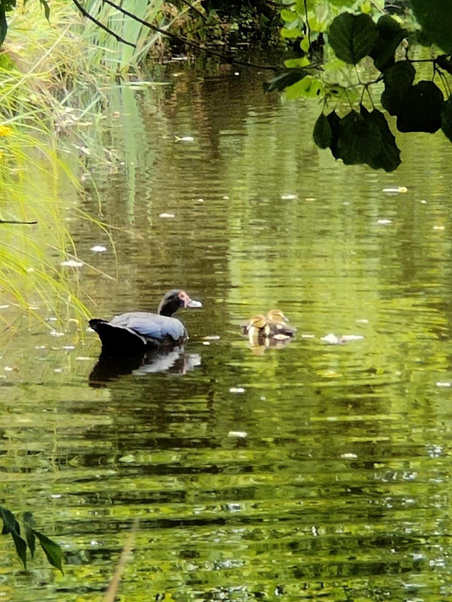 Gite De L Etang Du Planchon Balledent Экстерьер фото